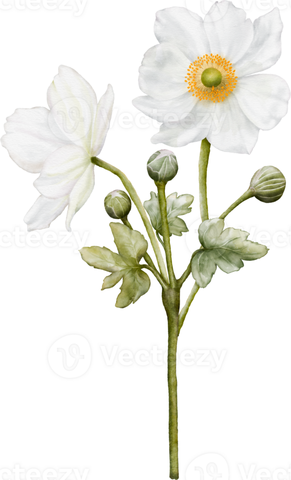 Watercolor of white anemones flower blooming png