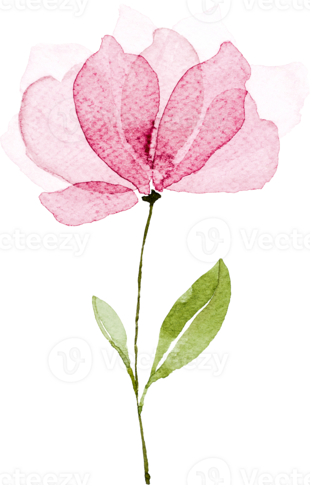 rosa Blumenaquarell png