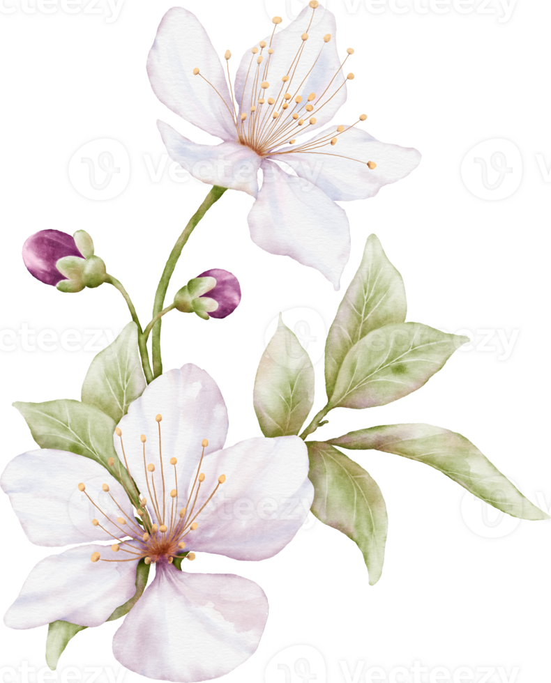 Cherry blossom bouquet watercolor illustration png