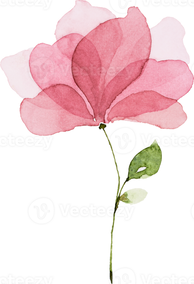rosa Blumenaquarell png