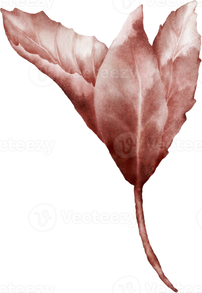 Watercolor magenta leaves of cherry blossoms element png