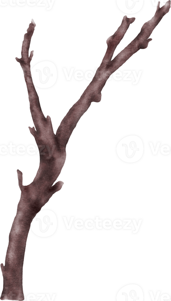 Watercolor cherry blossom stem element png
