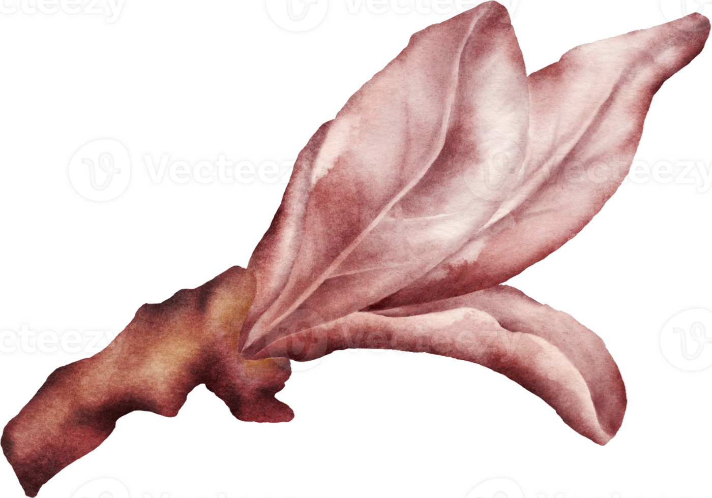 Watercolor magenta leaves of cherry blossoms element png