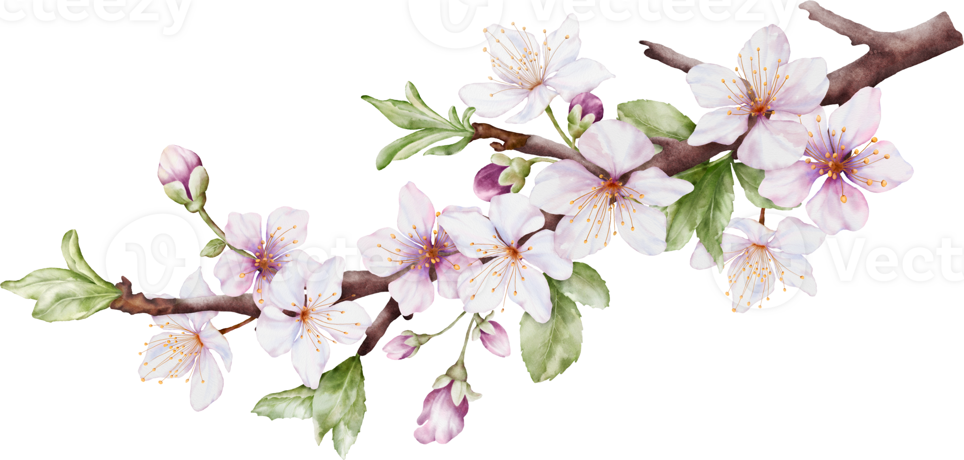 Watercolor cherry blossoms bloom on the branches png