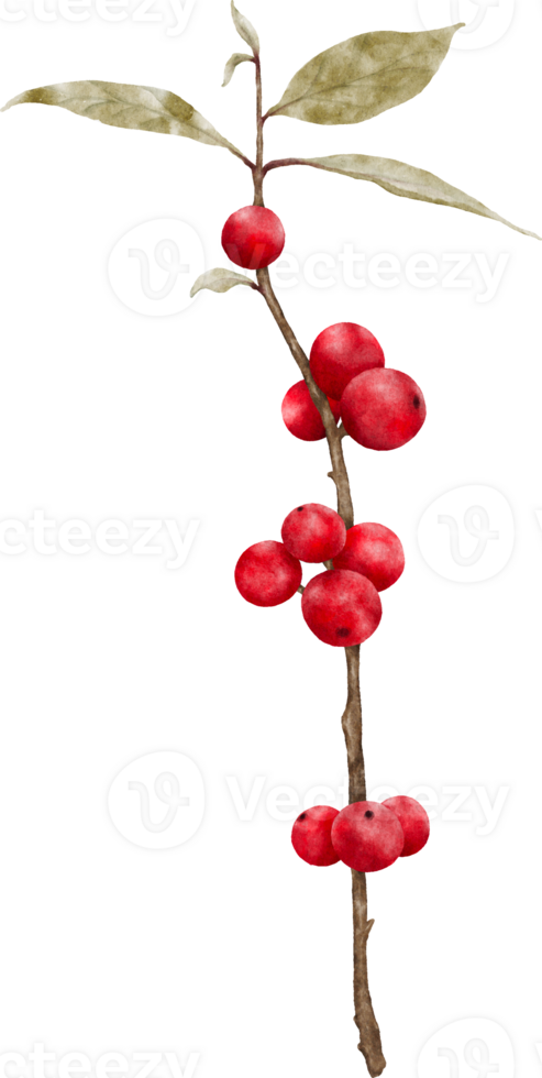 Red berries branches watercolor illustration png