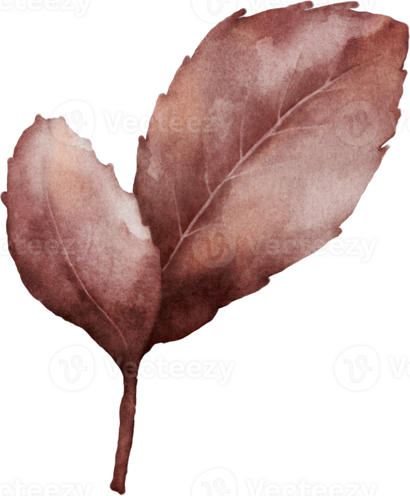 Watercolor magenta leaves of cherry blossoms element png