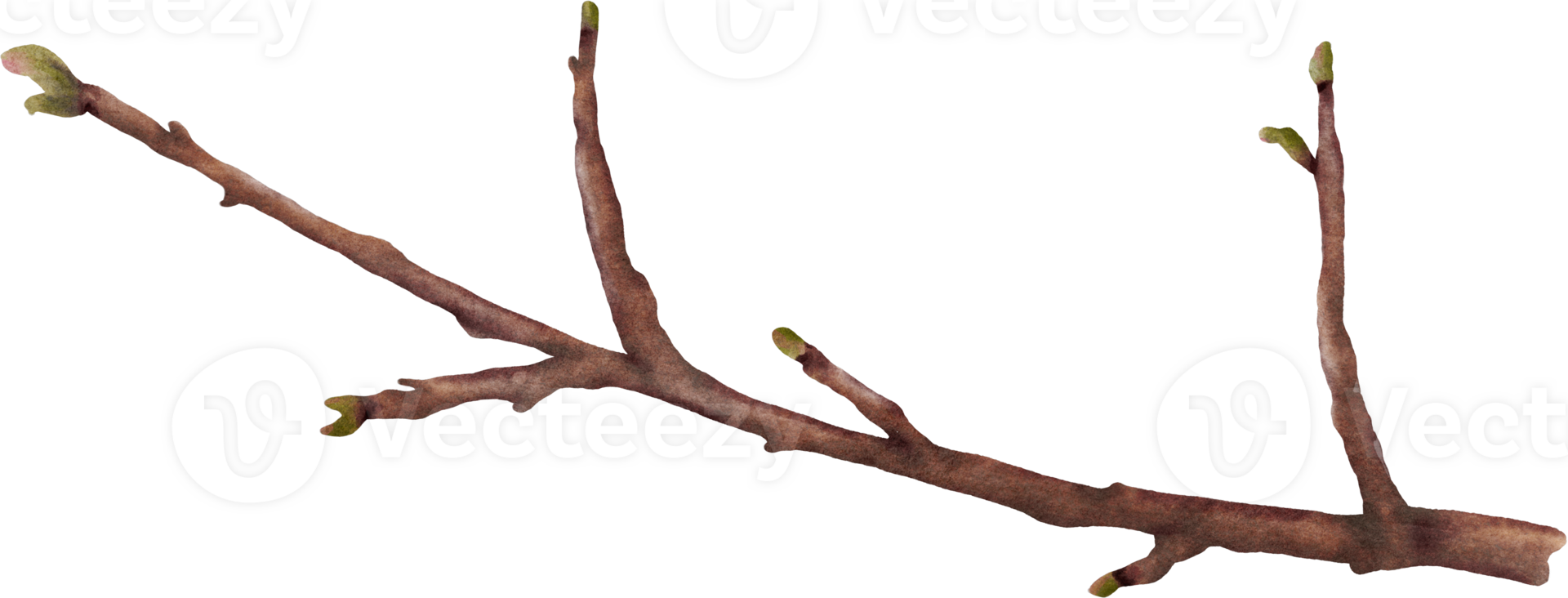 Watercolor cherry blossom stem element png