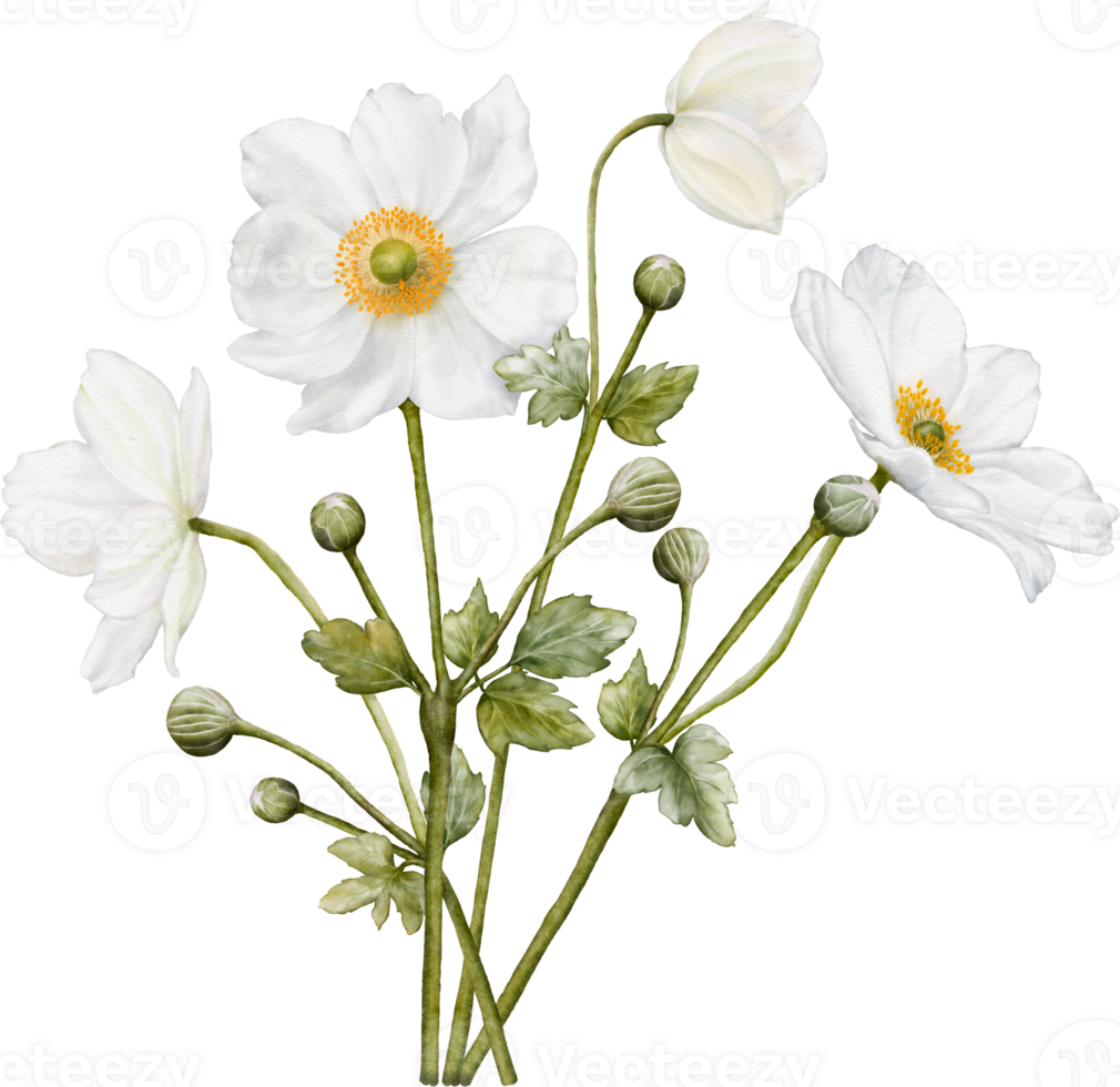Watercolor of white anemones flower blooming png