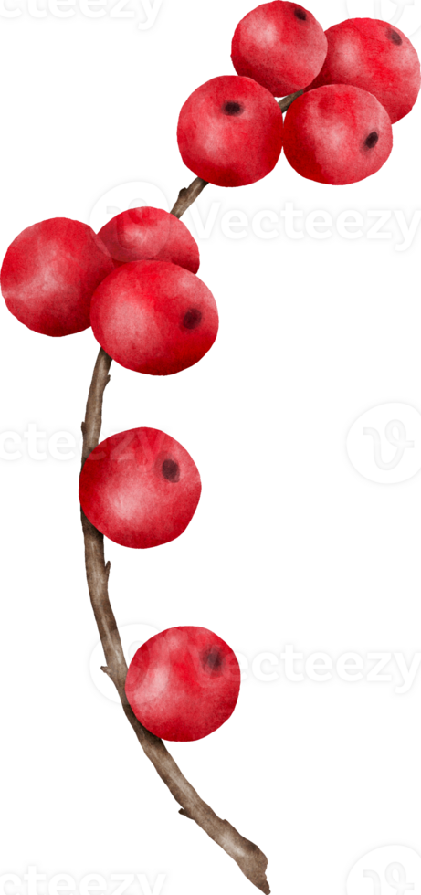 Red berries branches watercolor illustration png