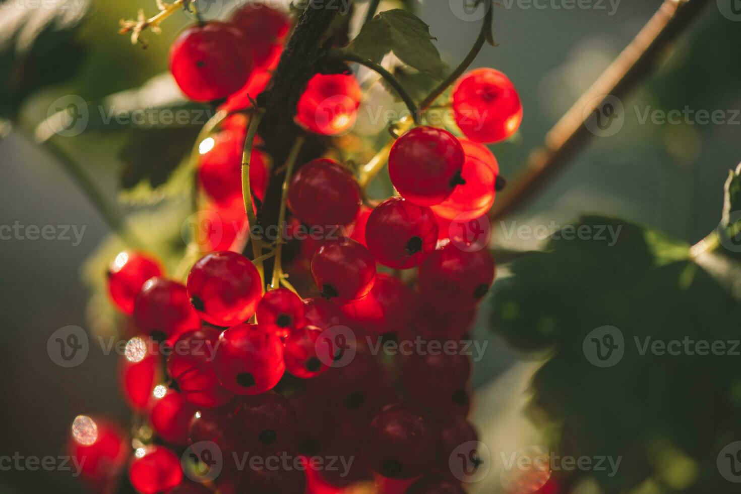 Ripe red currant berries in backlight. Concept of growing your own organic food photo