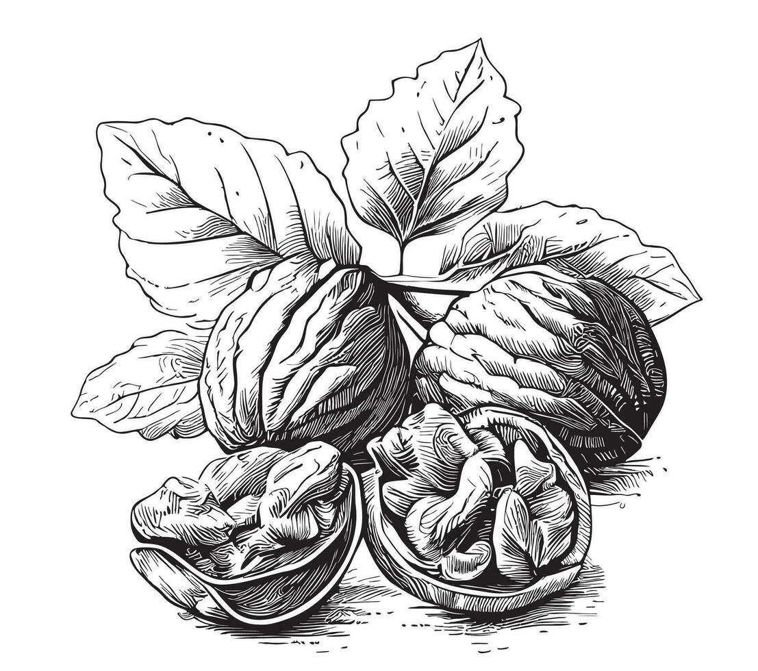 Walnuts on a branch sketch hand drawn in doodle style Vector illustration