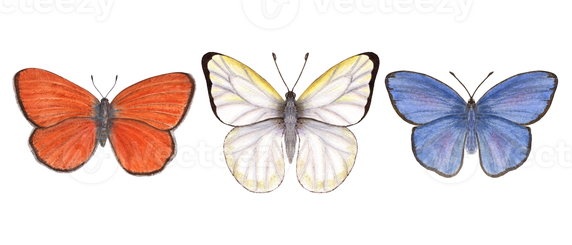 Set of watercolor different butterflies. Copper, scarce copper, cabbage. Blue, orange, white butterflies. Watercolor illustration for print, textile, wedding invitation. png