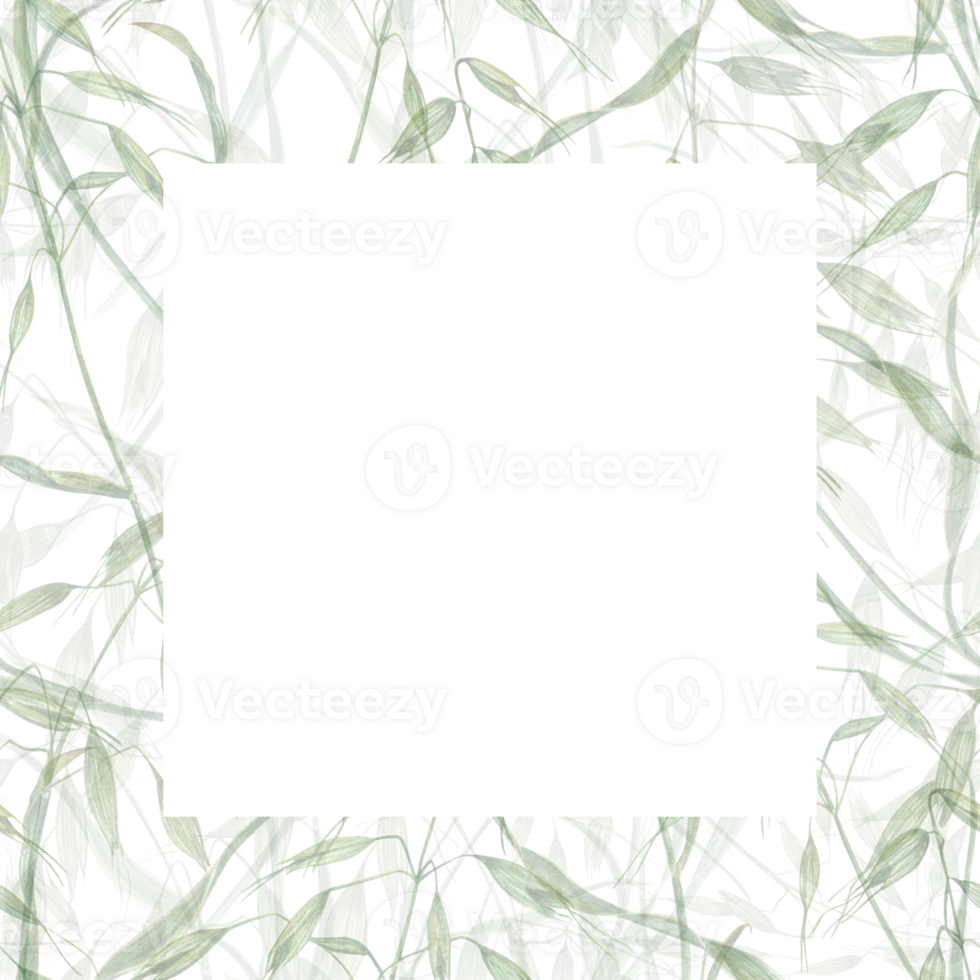 Delicate frame of wild oats. Meadow herbs, avena, spikelet, grass. Watercolor illustration of wild plants. Summer composition. For greeting, invitation template, celebration cards. Space for text png