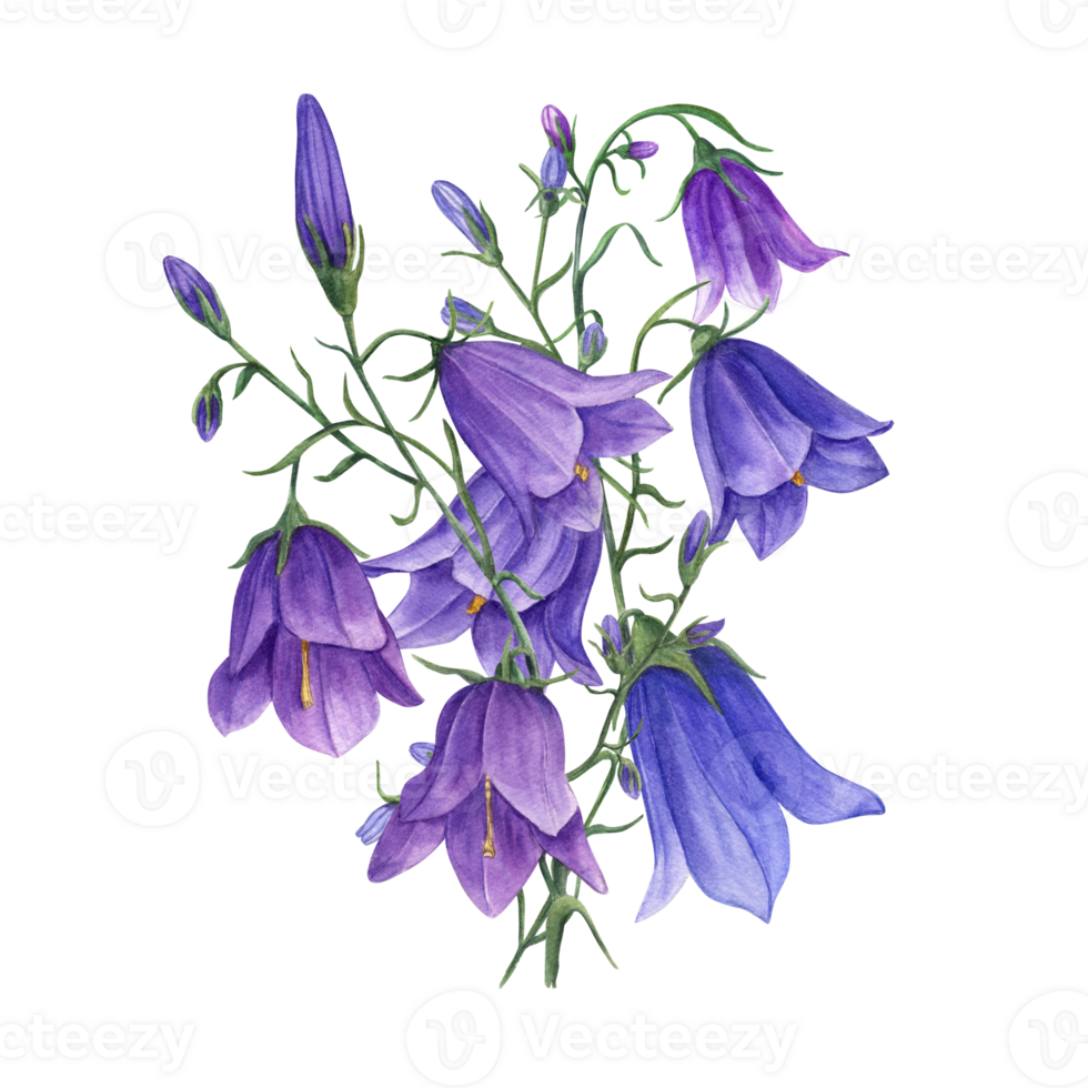 Bouquet of delicate blue lilac bells. Wild campanula flowers, harebells. Watercolor illustration of meadow plants. For wedding invitation, birthday cards, poster, textile design, prints png