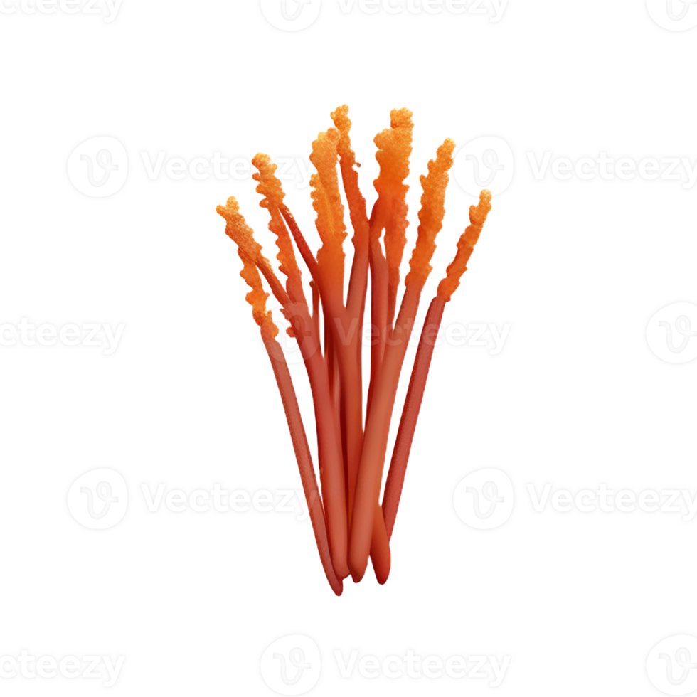 dried flowers 3d rendering icon illustration png