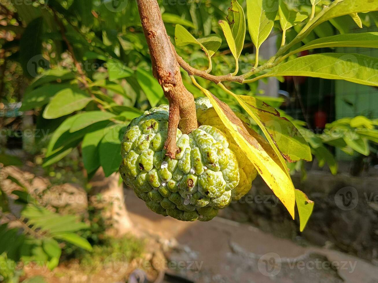 Fresco azúcar manzana Fruta colgando en el árbol foto