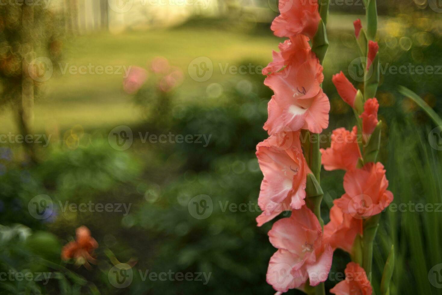 Red gladioli in the summer garden. A red bouquet of flowers. Beautiful background blur. Iridaceae. photo