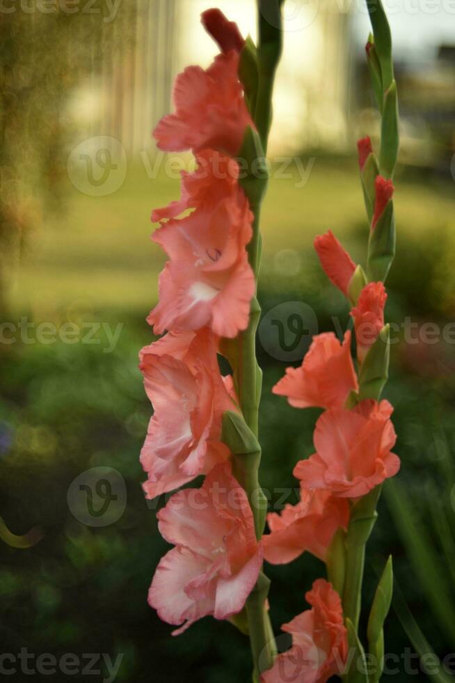 Red gladioli in the summer garden. A red bouquet of flowers. Beautiful background blur. Iridaceae. photo