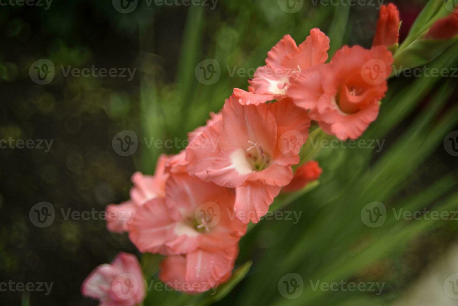 Red gladioli in the summer garden. A red bouquet of flowers. Beautiful background blur. Iridaceae. photo