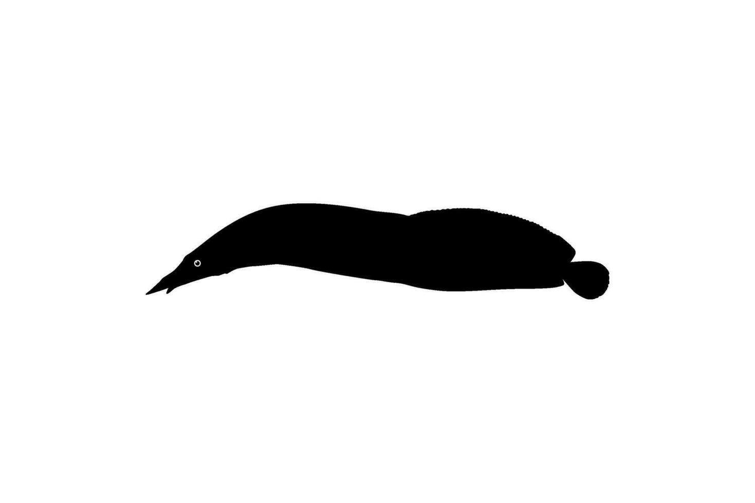 Silhouette of the fire eel, Mastacembelus erythrotaenia, is a relatively large species of spiny eel, can use for art Illustration, logo type, pictogram, website, or graphic design element. Vector