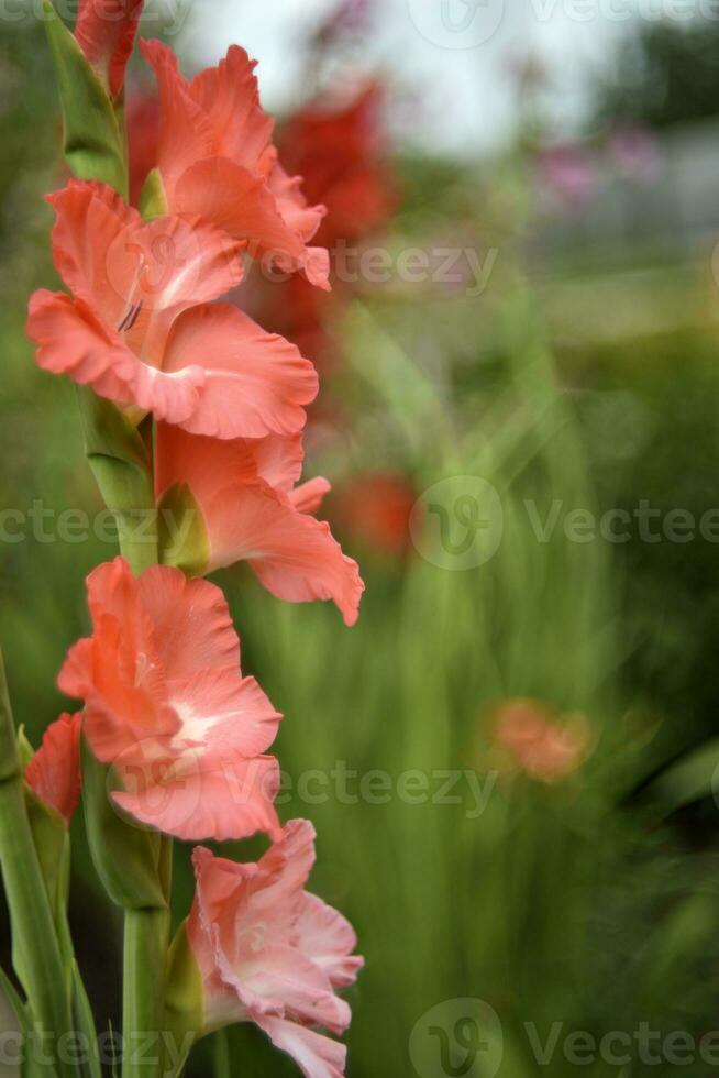 Red gladioli in the summer garden. A red bouquet of flowers. Beautiful background blur. Iridaceae. photo