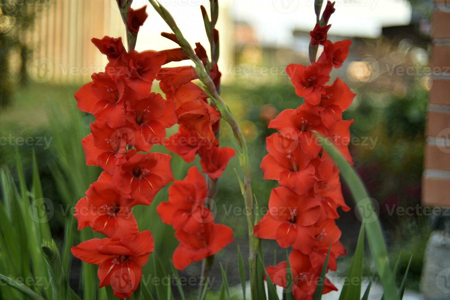 Red gladioli in the summer garden. A red bouquet of flowers. Beautiful background blur. Iridaceae. photo