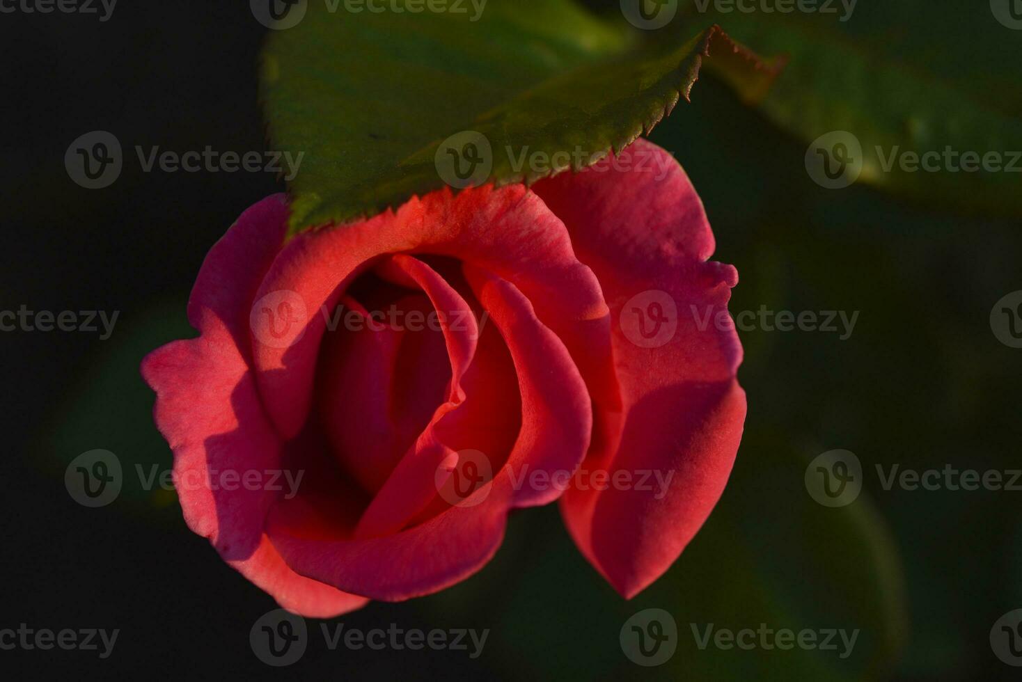 A delicate red rose in the rays of the setting sun. A red flower in a summer garden. photo