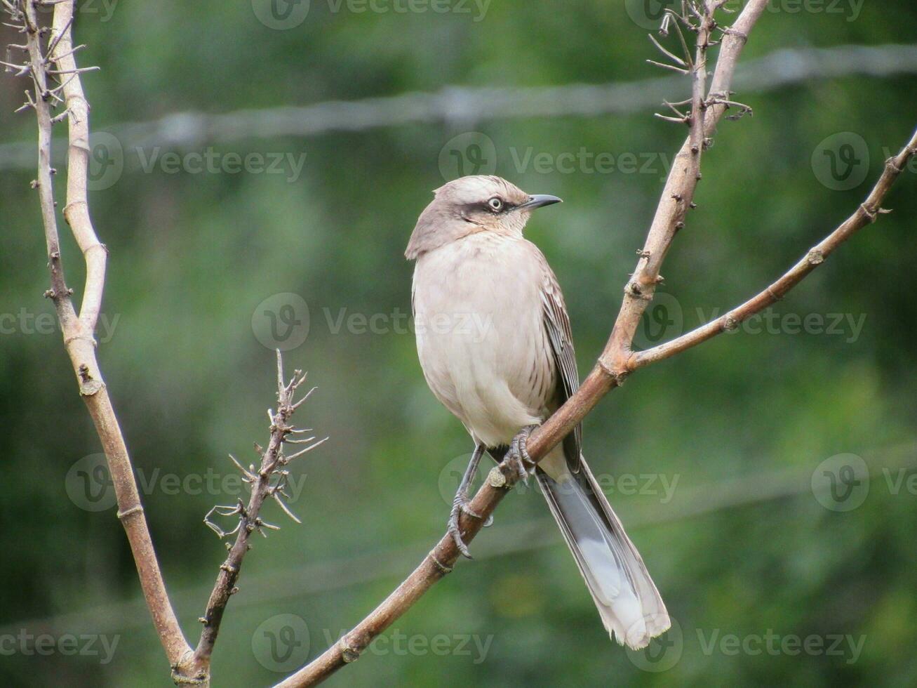 Sabia do campo Nome Cientifico Mimus saturninus  Chalk-browed Mockingbird photo