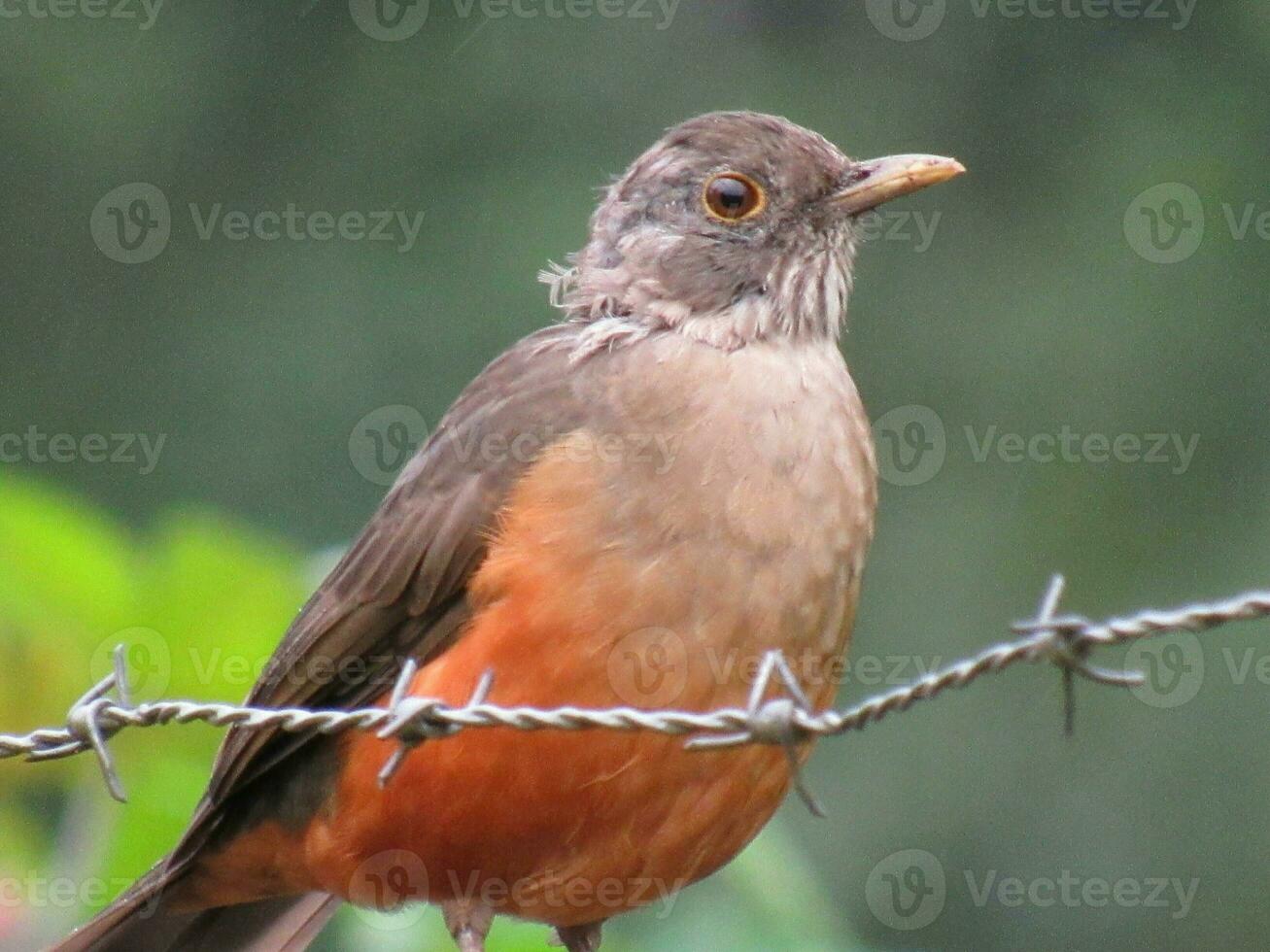 sabia laranjeira nombre cientifico turdus rufiventris foto