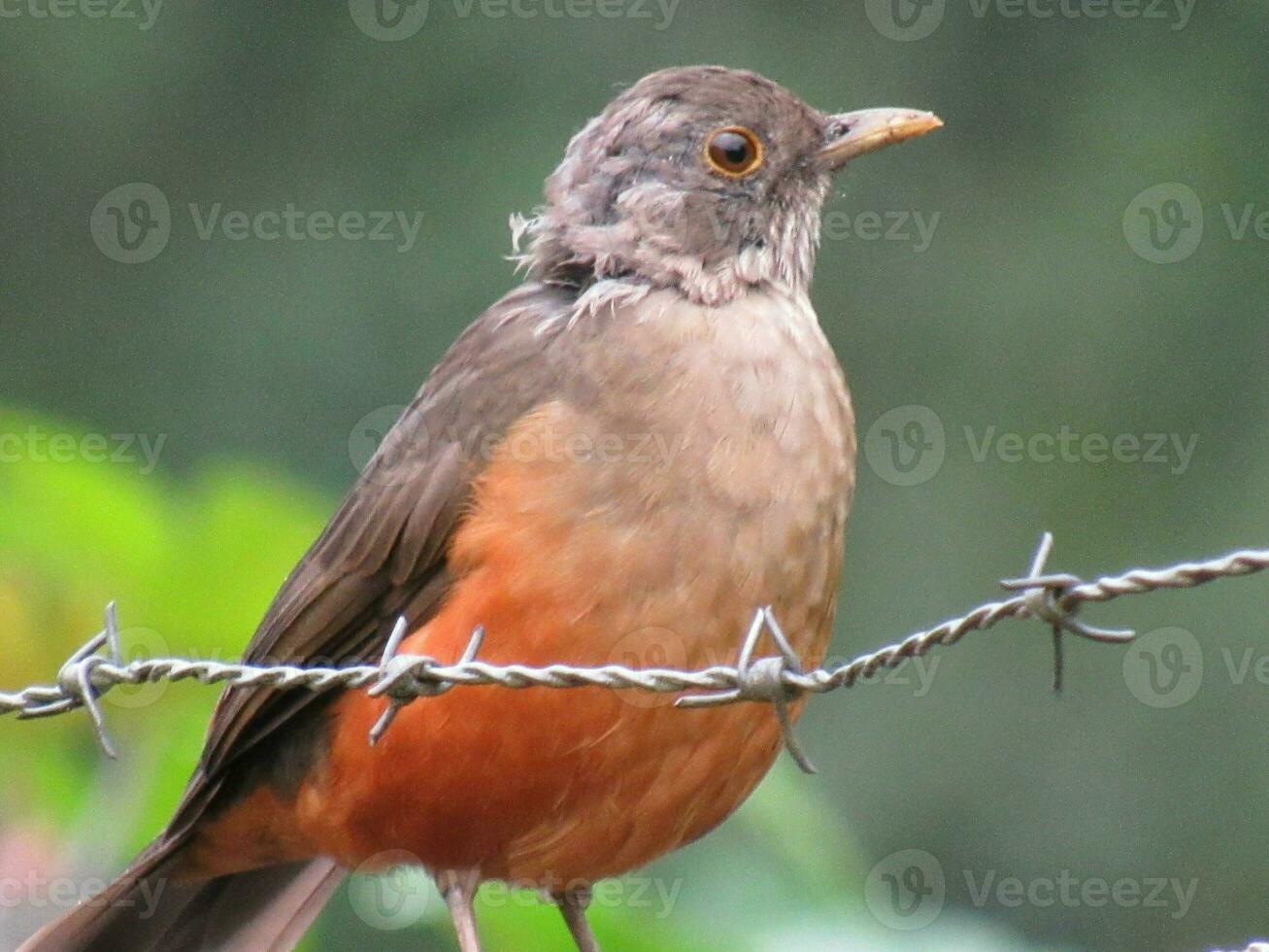 sabia laranjeira  Nome Cientifico  Turdus rufiventris photo