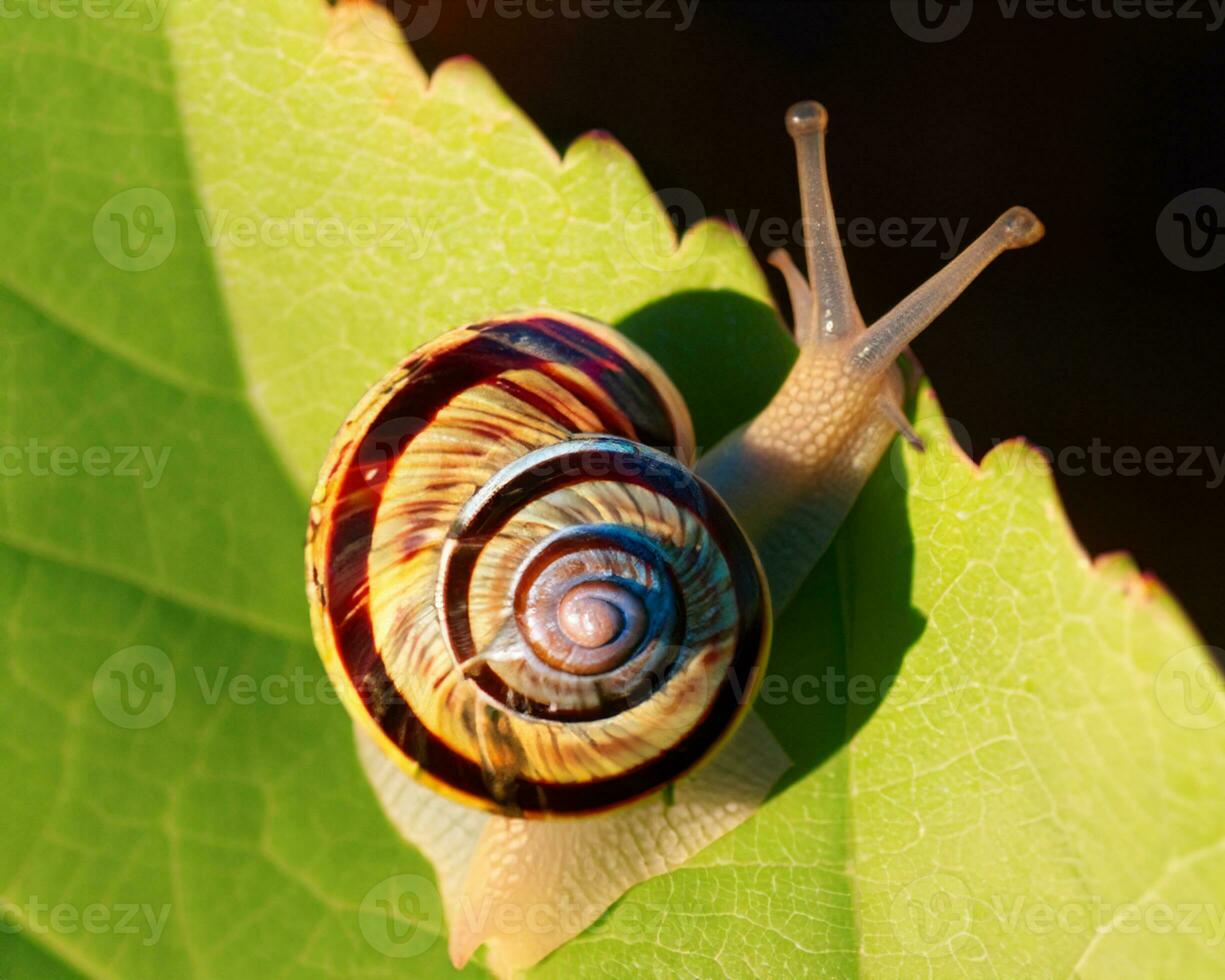 Forest snail in the natural environment, note shallow depth of field photo
