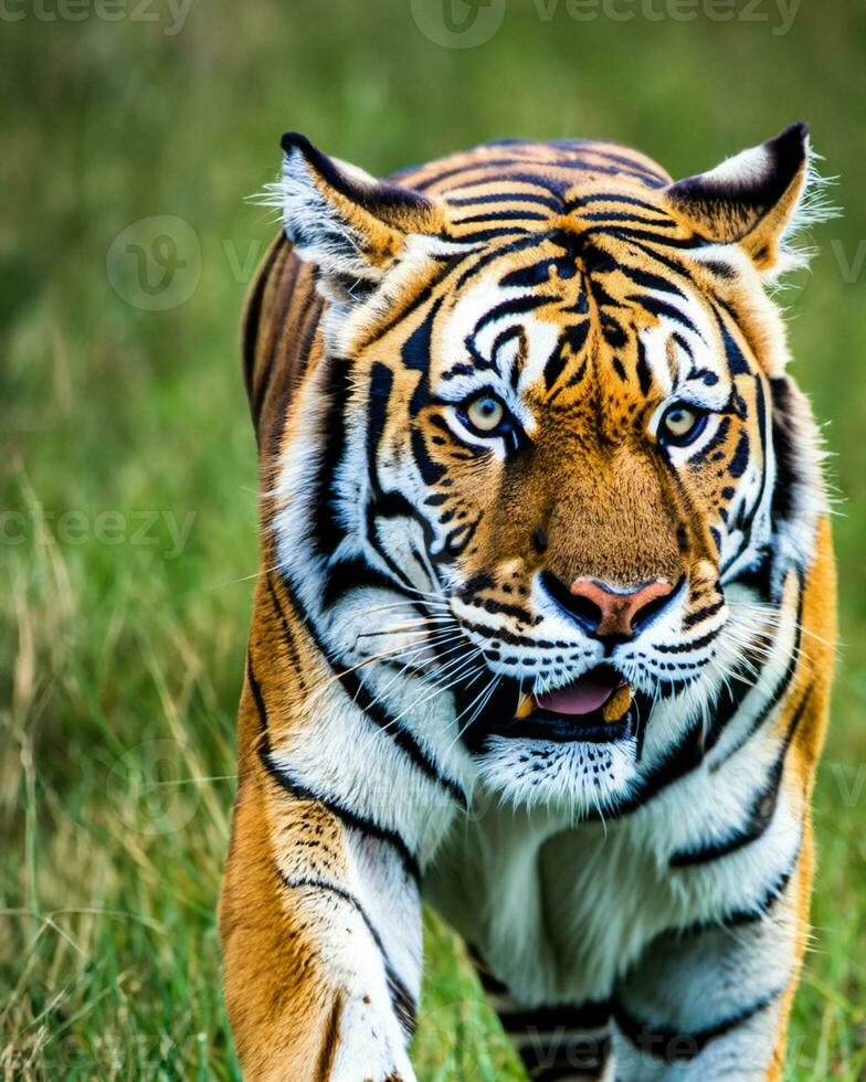 Photo closeup landscape shot of a Bengal Tiger with green grass