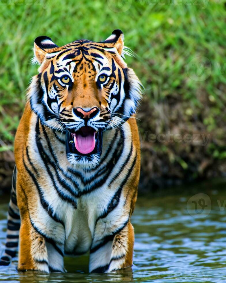 foto de cerca paisaje Disparo de un Bengala Tigre con verde césped