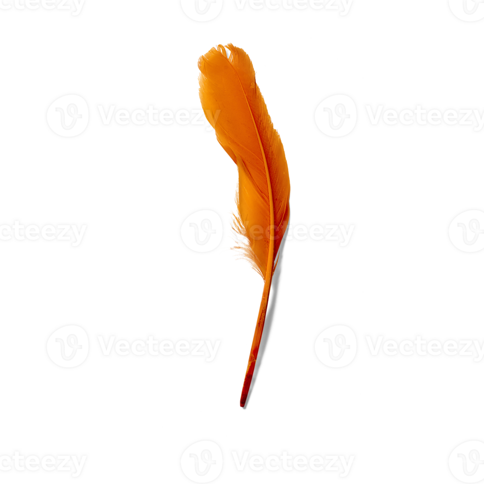 Blank orange bird feather isolated. 29769698 PNG