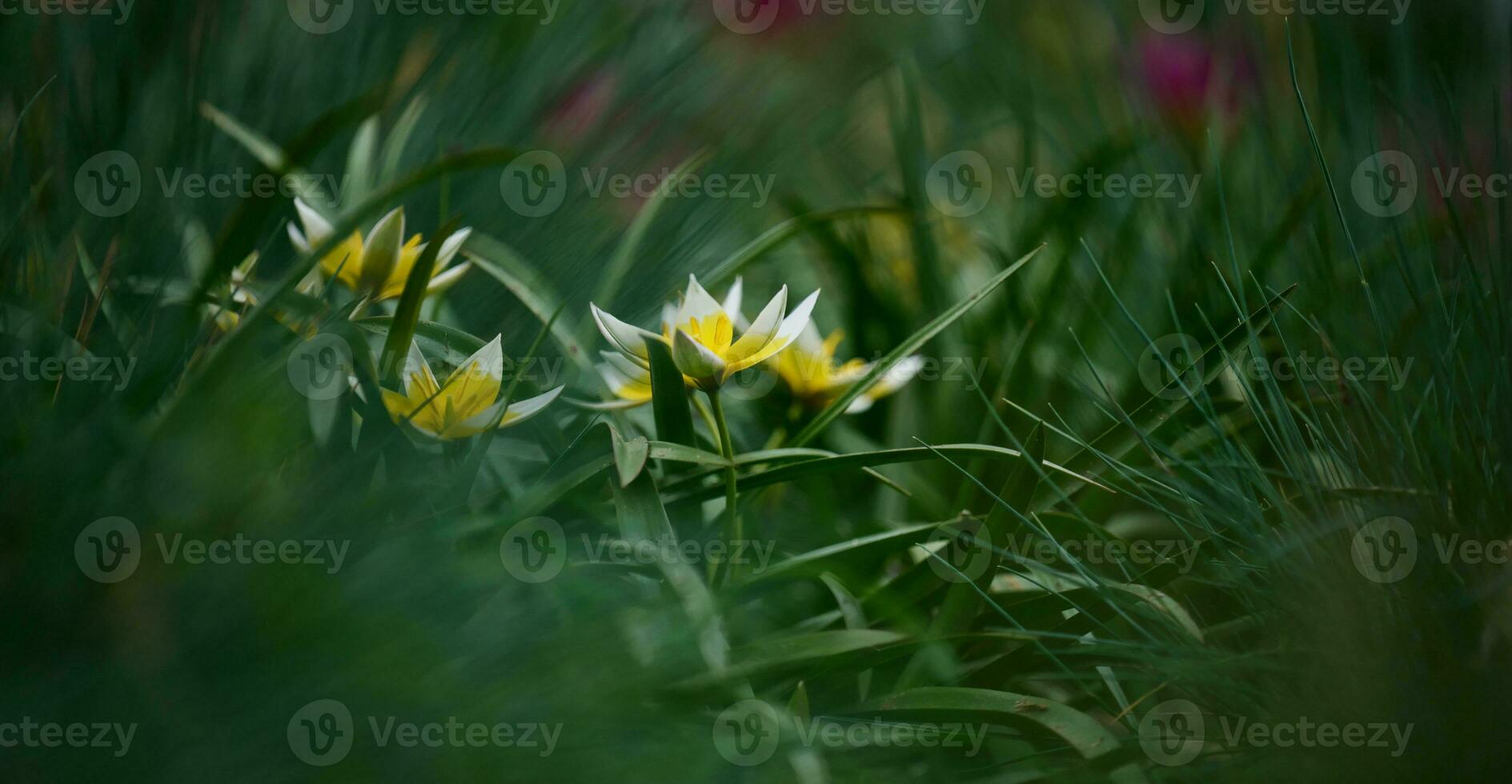 White tulips among green grass, summer day photo