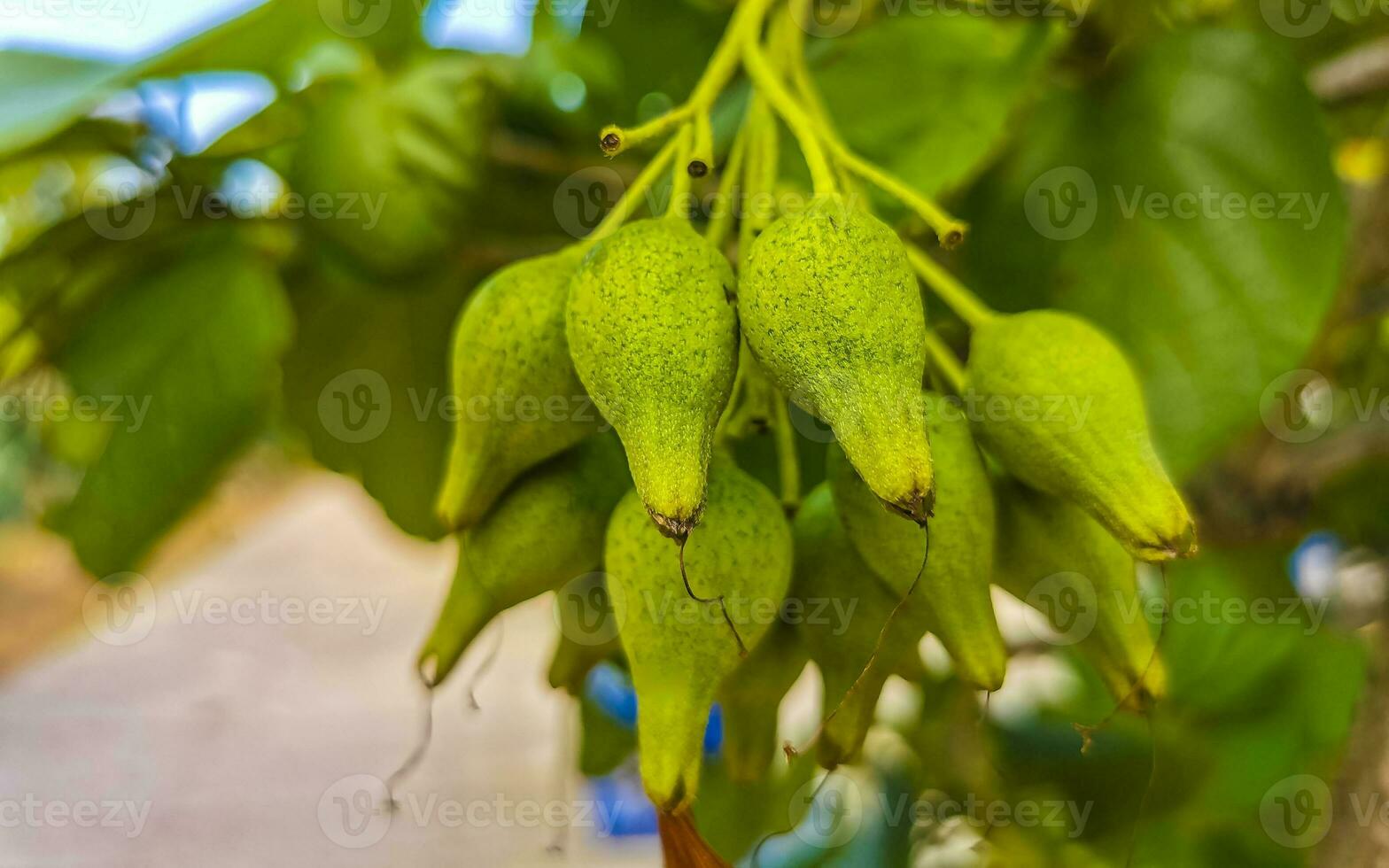 Kou Cordia subcordata flowering tree with orange flowers in Mexico. photo