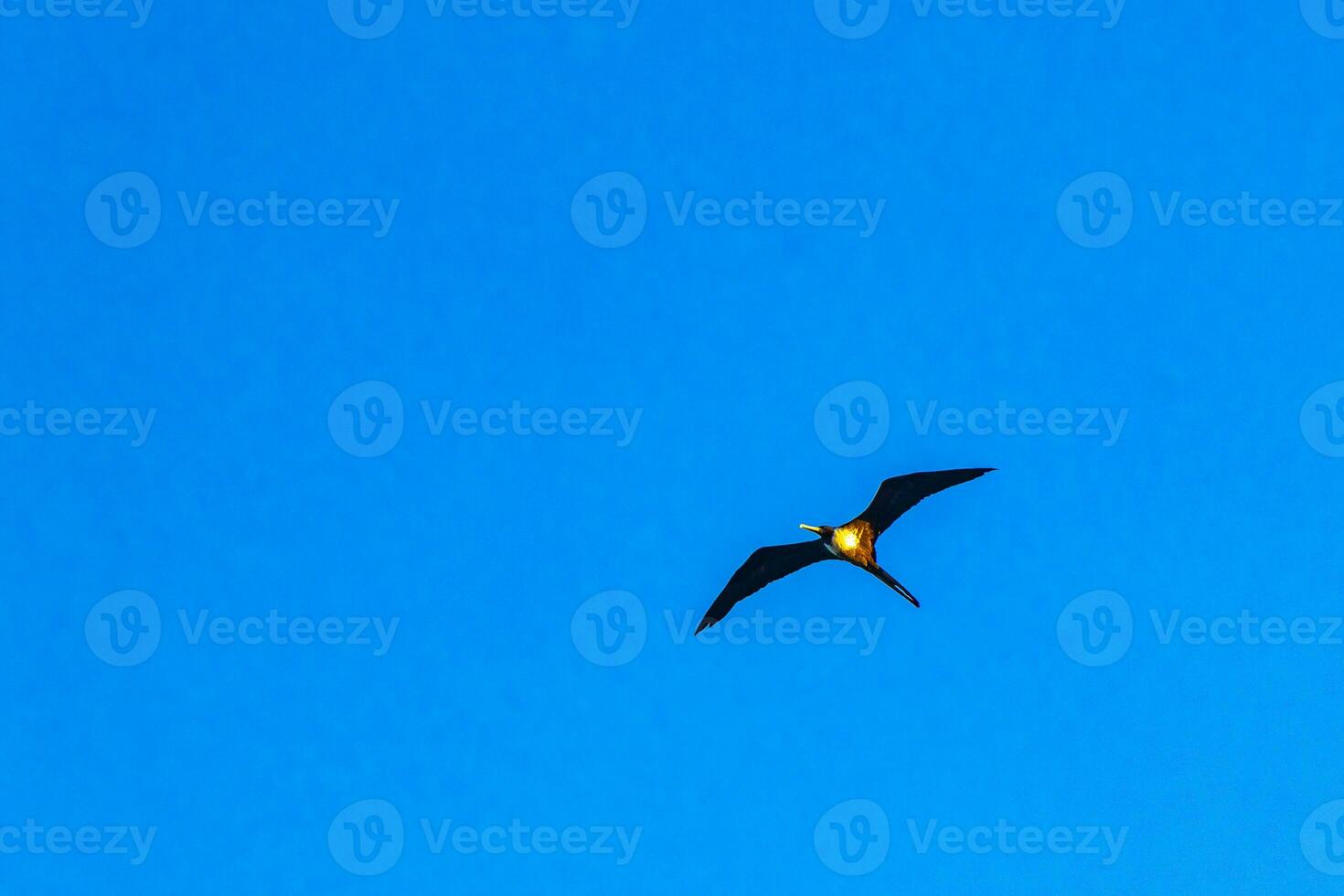 Fregat birds flock fly blue sky clouds background in Mexico. photo