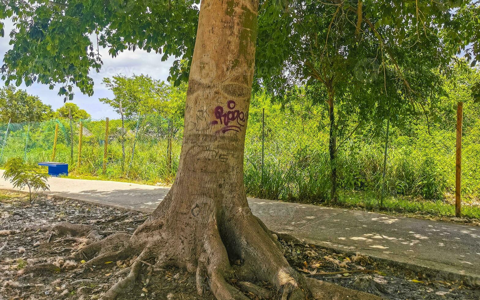 Huge beautiful Kapok tree Ceiba tree with spikes in Mexico. photo