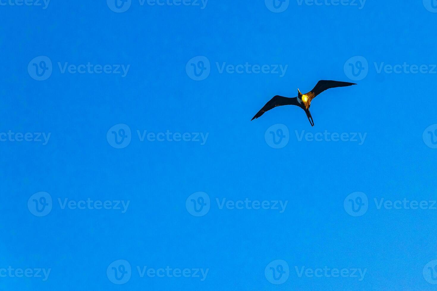 Fregat birds flock fly blue sky clouds background in Mexico. photo