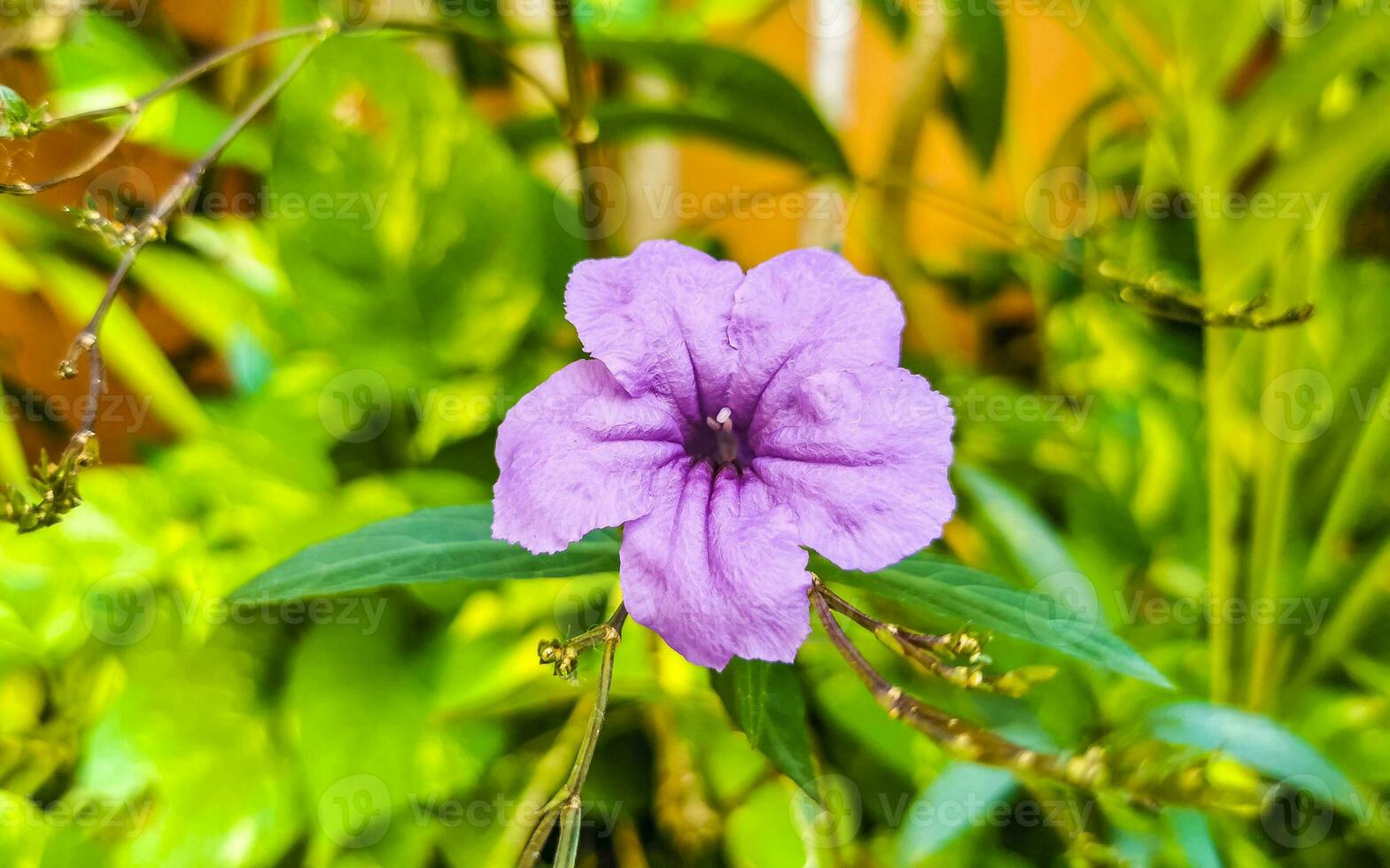 Purple pink flower Brittons Wild Petunia Mexican Bluebell Petunia Mexico. photo