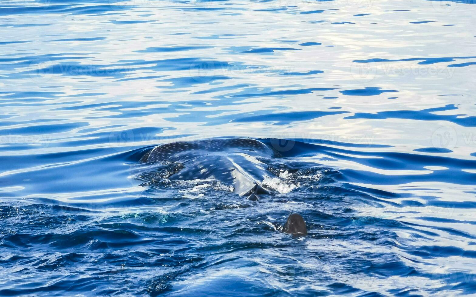 Huge whale shark swims on the water surface Cancun Mexico. photo