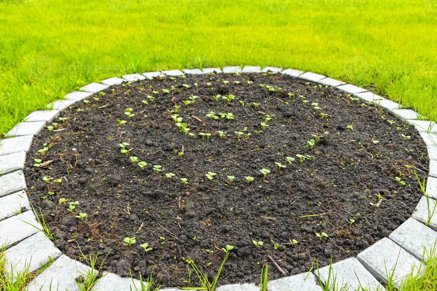jardín con redondo camas suelo joven coles plantas en Alemania. foto