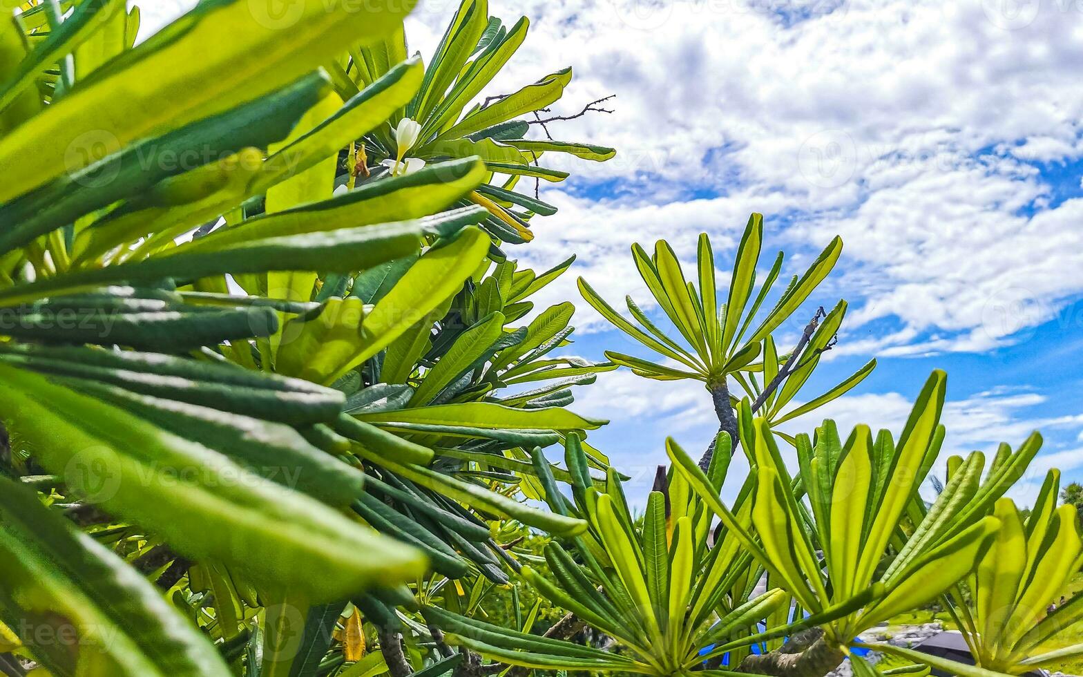 Plumeria tree bush with white and yellow flowers in Mexico. photo