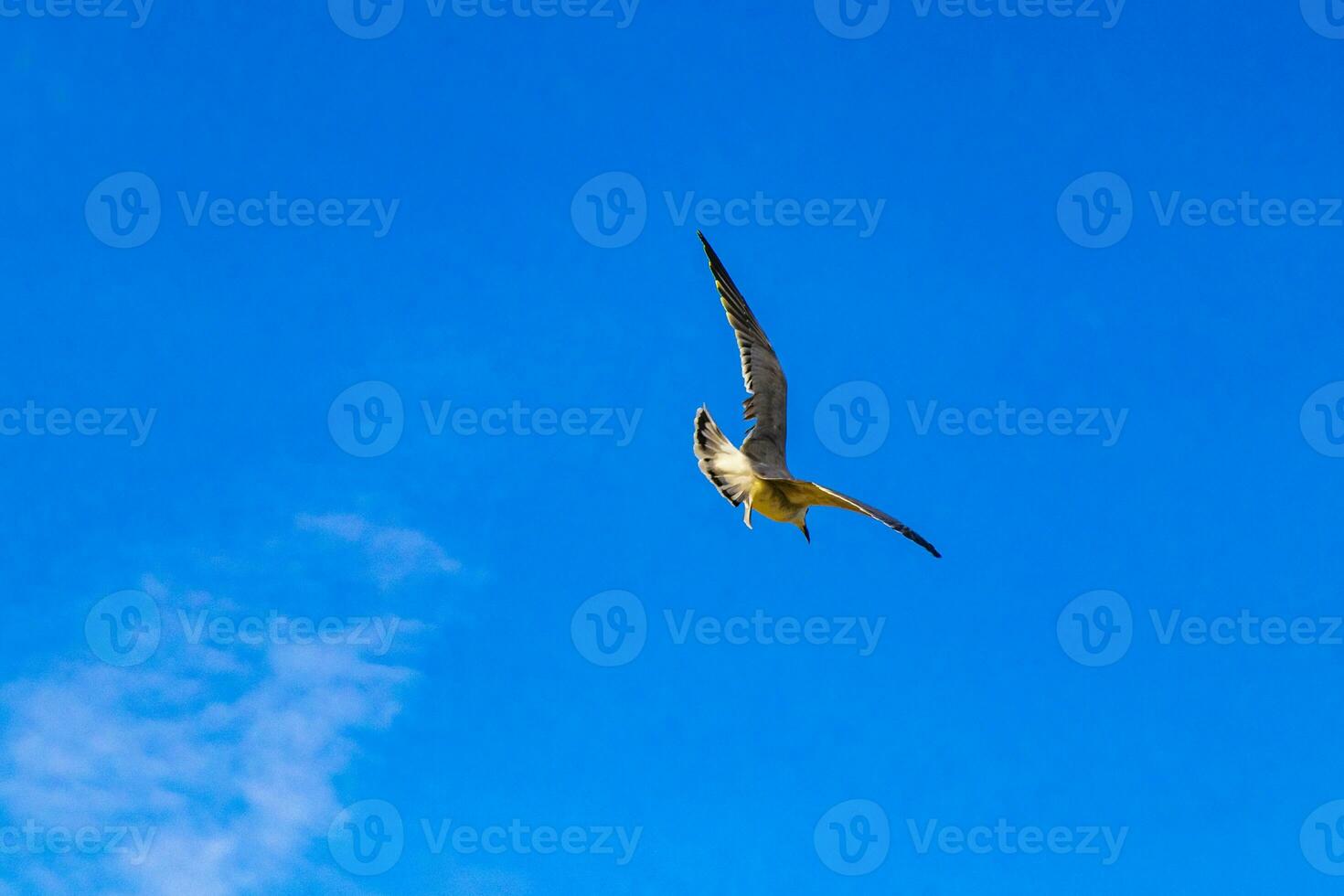 Flying seagulls birds with blue sky background clouds in Mexico. photo