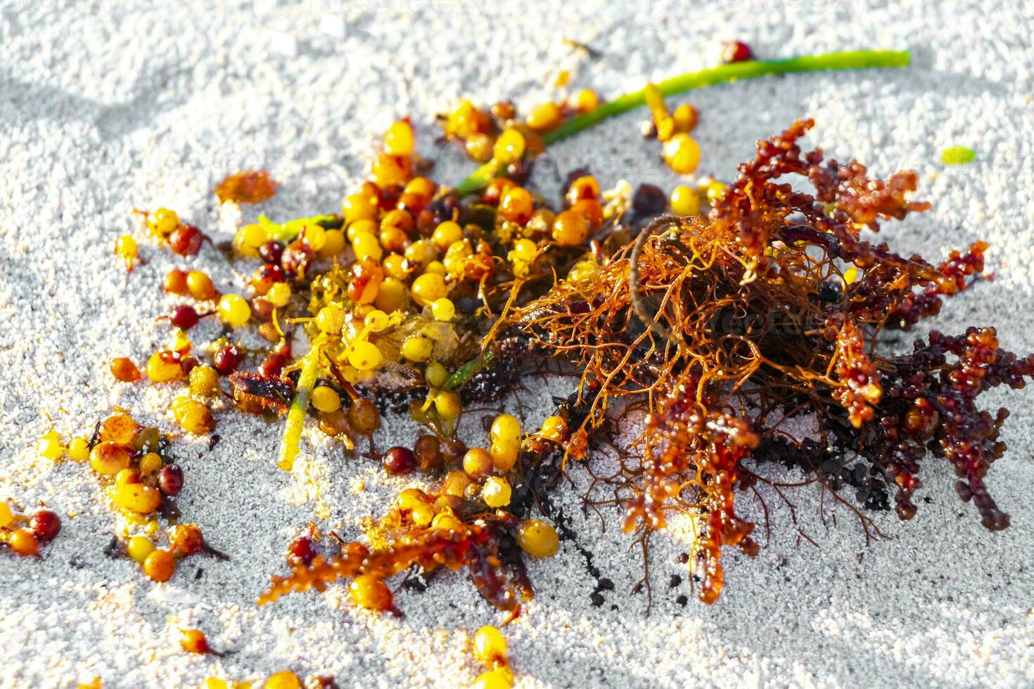 Fresh yellow sea weed sea grass sargazo on beach sand. photo