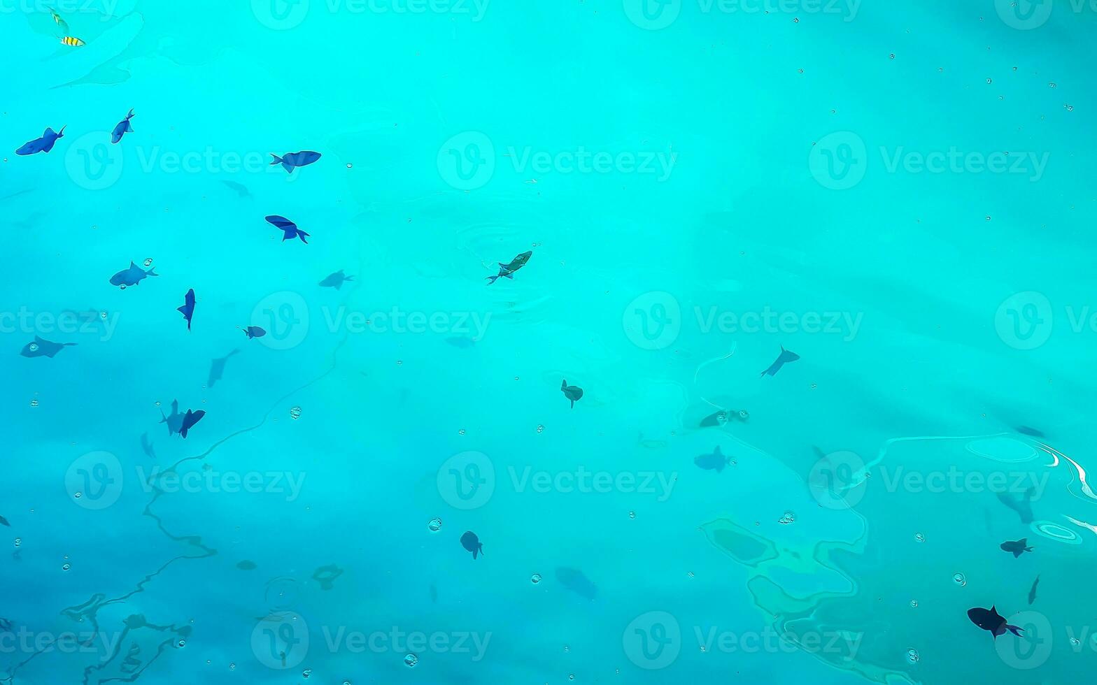 Snorkeling underwater views fish Corals turquoise water Rasdhoo island Maldives. photo