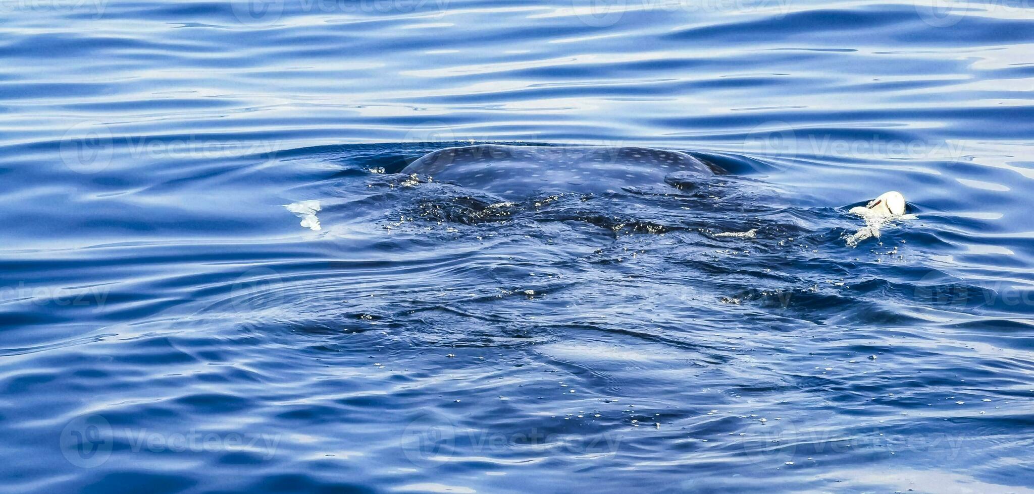 Huge whale shark swims on the water surface Cancun Mexico. photo