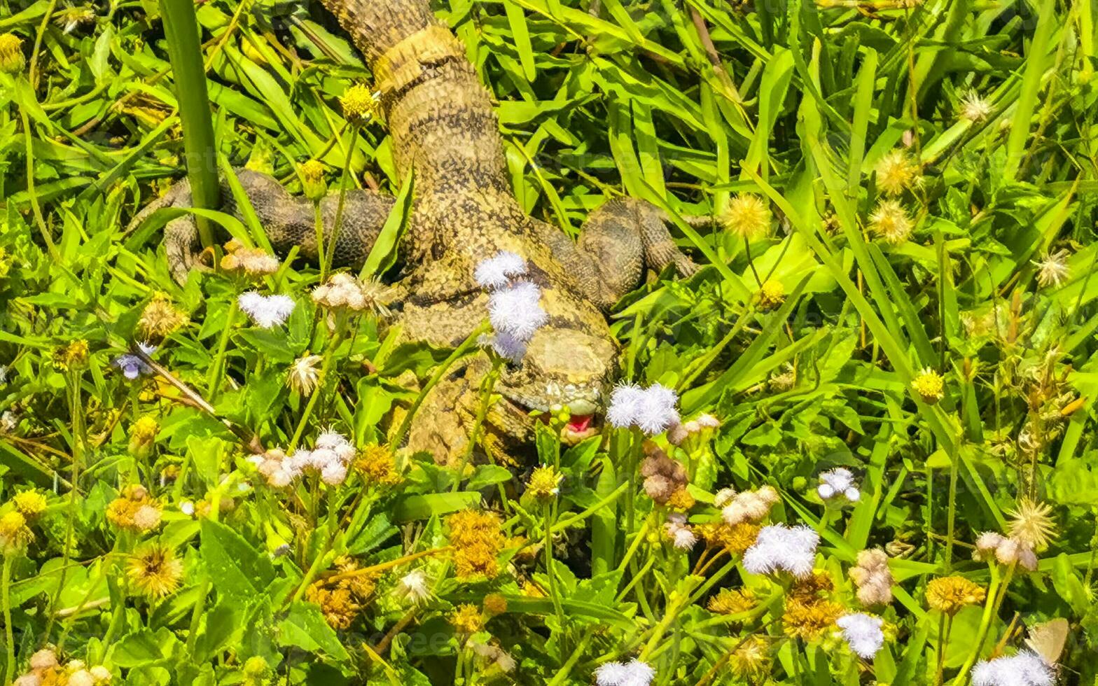 iguana sobre césped ruinas de tulum sitio maya templo pirámides méxico. foto