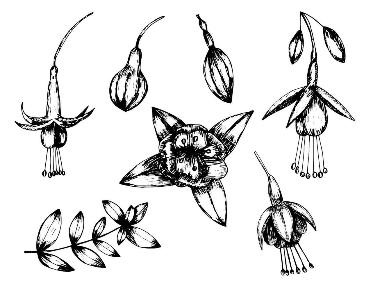 vector mano dibujado ramas de fucsia flores colocar. diferente fucsia flores clipart conjunto