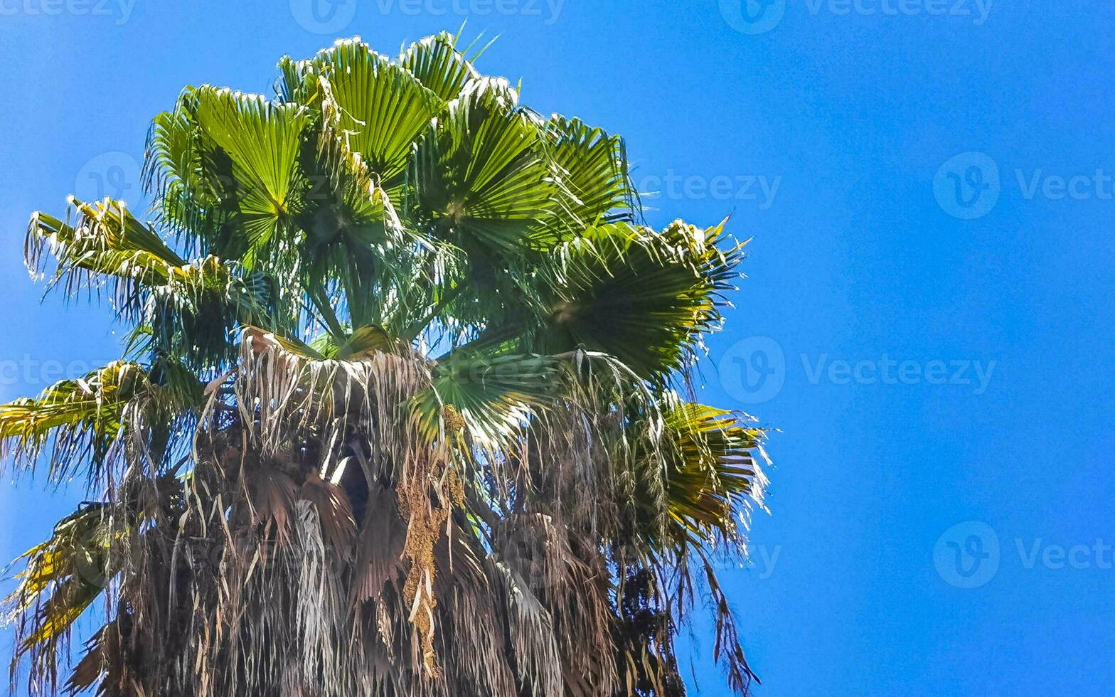 Tropical natural palm tree palms blue sky in Mexico. photo